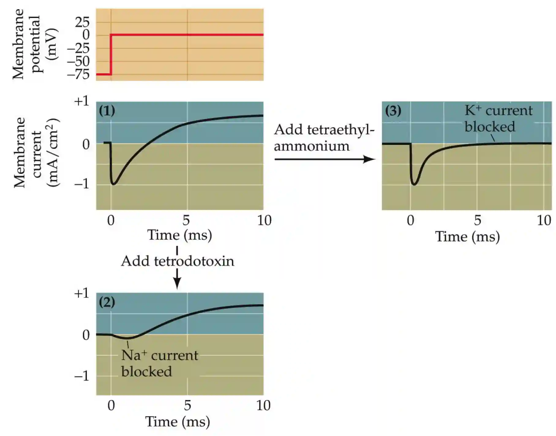Neural mechanisms-20250819231452361